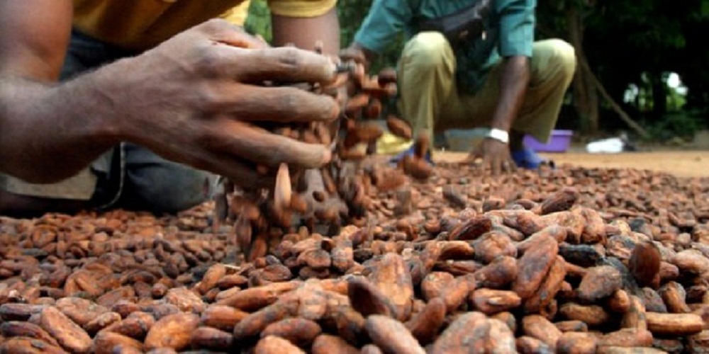 Abidjan veut sauver la forêt ivoirienne dévorée par la culture du