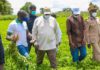 Le Président Macky Sall a visité les champs de la coopérative de Firgui Dabali spécialisée dans les semences d’arachide.
