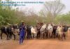 Un troupeau de vaches divague dans le champ de son marabout, un jeune disciple fusille le berger