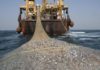 Rapport: Greenpeace accuse des navires chinois de pêche illicite au large du Sénégal
