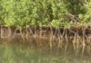 Tendouck : Les eaux et forêts offre un matériel d’une valeur de 30.000.000 FCFA pour la restauration de la mangrove
