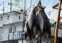 Espagne : L’accord de pêche entre l’UE et le Sénégal suscite déjà des critiques