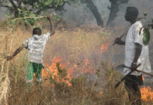 Drame à Médinatou Salam 2 : un incendie ravage plusieurs champs