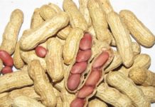Hausse du prix du kilogramme d’arachide au producteur: A Diourbel, le montant jugé acceptable, mais…