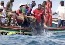 Guéris de leur mal mystérieux : Les pêcheurs retournent en mer