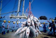 Accord avec l’Ue : Le Sénégal permet à l’Europe de pêcher des tonnes de poissons dans ses eaux