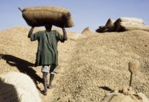 Campagne arachidière: les contrôleurs économiques de Vélingara accusés d’arnaquer les opérateurs