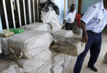 Somone : 600 kg de cocaïne saisis…