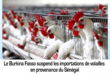 Le Burkina Fasso suspend les importations de volailles en provenance du Sénégal