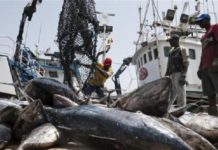 Implantation d’une Amp à Somone : Les acteurs locaux de la pêche disent niet