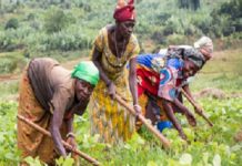 Production agricole : L’accès au foncier demeure un frein pour les femmes