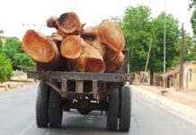 Trafic de bois dans la Basse Casamance : Le cri de cœur de Mamadou Diop Decroix
