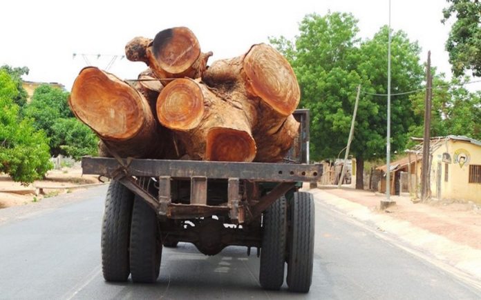 Trafic de bois dans la Basse Casamance : Le cri de cœur de Mamadou Diop Decroix