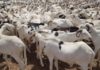Tabaski-2021 : Sérieuses menaces sur l'approvisionnement en moutons