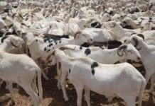Tabaski-2021 : Sérieuses menaces sur l'approvisionnement en moutons