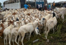 Menace pour la Tabaski : Vers le boycott du transport des moutons