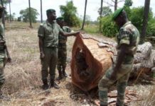 Haïdar El Ali: "Le Sénégal perd 45000 ha de forêts chaque année, les pilleurs ont gagné 140 milliards en...