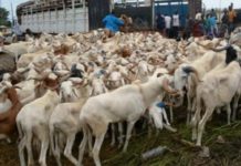 Tabaski 2021 : Le marché sera bien approvisionné en moutons d'après le directeur du Commerce intérieur