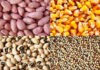 Monopole des multinationales sur les productions de semences: A Sédhiou, les organisations paysannes dénoncent