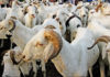 Cent trente mille moutons déjà disponibles à Diourbel