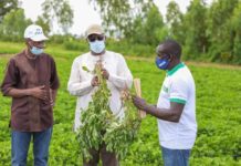 Campagne de production agricole 2021: Macky Sall exige une accélération de la distribution des engrais et...