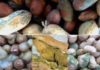 Le Bassin arachidier face aux conséquences annuelles d’une contamination : 62 milliards perdus du fait de l’aflatoxine