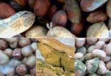 Le Bassin arachidier face aux conséquences annuelles d’une contamination : 62 milliards perdus du fait de l’aflatoxine