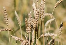 Vers le lancement par l’ISRA d‘une variété de blé adaptée au Sénégal