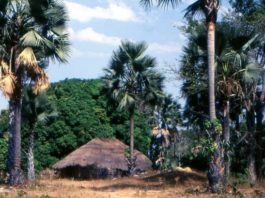 Parc de la Basse Casamance : le processus de réouverture enclenché pour 700 millions f CFA