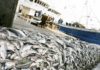 254.770 tonnes de déchets en mer par an, farine de poissons en quantité, surexploitation… Les eaux marines sénégalaises, en sursis