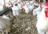 Korité : risque de pénurie de poulets à Diourbel