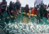 Transparence sur les licences de pêche: Greenpeace Afrique appelle le Sénégal à suivre l’exemple de la Mauritanie