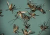 Phénomène hors saison: Dakar envahi pas les moustiques
