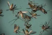 Phénomène hors saison: Dakar envahi pas les moustiques