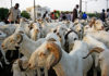 Tabaski de tous les dangers : Macky Sall ordonne un approvisionnement correct en moutons, à des prix accessibles