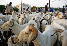 Tabaski de tous les dangers : Macky Sall ordonne un approvisionnement correct en moutons, à des prix accessibles