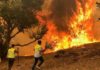 Le nord de l'Algérie meurtri par des incendies dans plusieurs villes