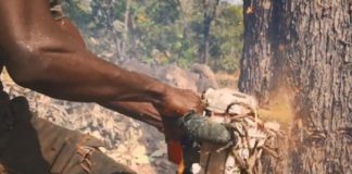 Pillage forêt classée de Mangaroungou: cinq exploitants forestiers placés sous mandat de dépôt