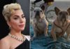 Six ans de prison pour un deuxième ravisseur des chiens de Lady Gaga