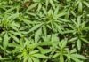 Le cannabis bientôt légalisé en Allemagne?