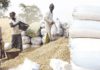 Les paysans boycottent la Sonacos et se tournent vers le marché parallèle pour vendre le kilo d’arachide à 400 frs