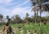 Casamance : L’Armée enfume 15 hectares de culture de chanvre indien