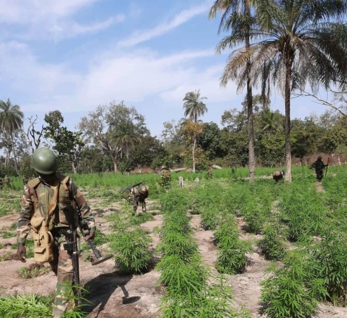 Casamance : L’Armée enfume 15 hectares de culture de chanvre indien