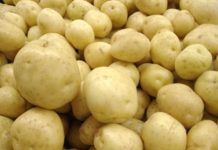Production horticole : L'importation du surgelé de pomme de terre passe de 2000 tonnes à 6000 tonnes en trois ans
