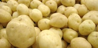 Production horticole : L'importation du surgelé de pomme de terre passe de 2000 tonnes à 6000 tonnes en trois ans
