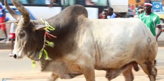 Tamkharite 2020,🚨Alerte🚨 100 % Ambiance compétition à L’arrivée des Bœufs des ASC de thiaroye Sur Mer