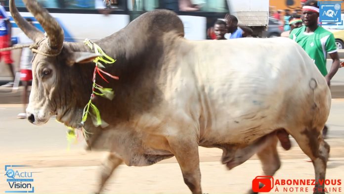 Tamkharite 2020,🚨Alerte🚨 100 % Ambiance compétition à L’arrivée des Bœufs des ASC de thiaroye Sur Mer