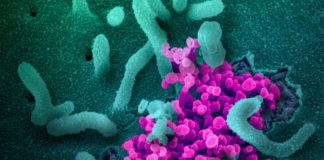 coronavirus, spray