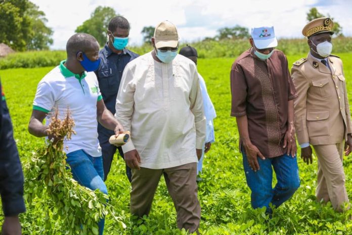 Le Président Macky Sall a visité les champs de la coopérative de Firgui Dabali spécialisée dans les semences d’arachide.