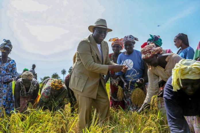 Agriculture : à Sibassor, Macky Sall loue les réalisations d’une coopérative partenaire de l’Etat